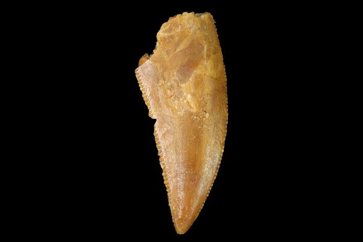 Serrated, Raptor Tooth - Real Dinosaur Tooth #154744